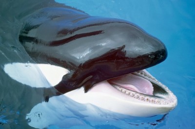 Most dangerous ocean animals