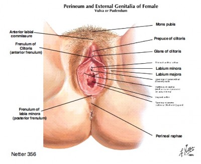 The Clit is Complex