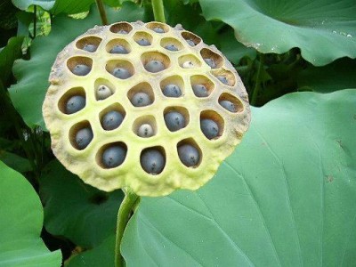 Bloomed Lotus Pods