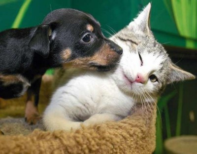 Wonderful friendship between animals