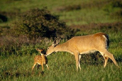 Deer - Introvert, Sensing, Feeling, Perceiving (ISFP)