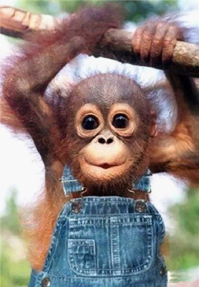 Orangutan