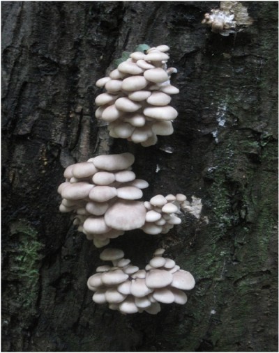 Amazing looking Mushrooms