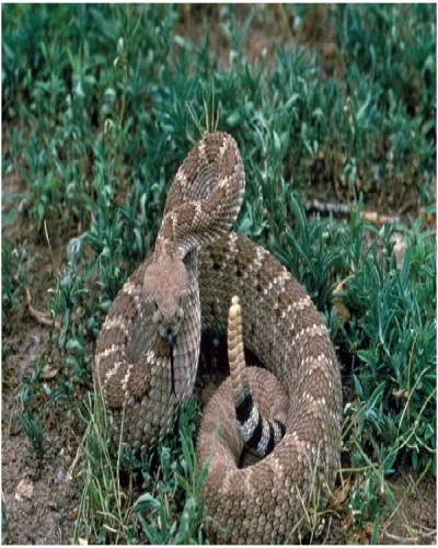 Western Diamondback Rattlesnake