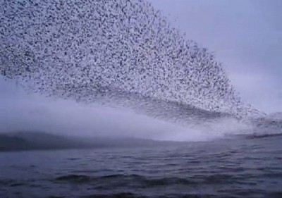 Most Amazing Bird Formations In Sky