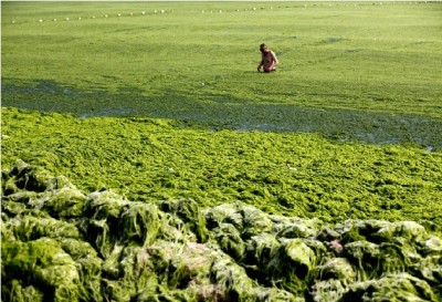 Lots of seaweed