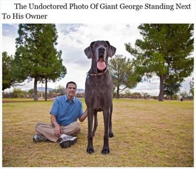 What a dog