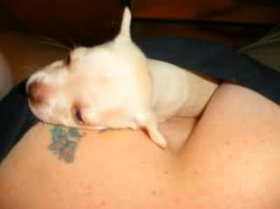 Pics of Pets Being Cozy With Female Breasts
