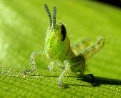 Grasshopper