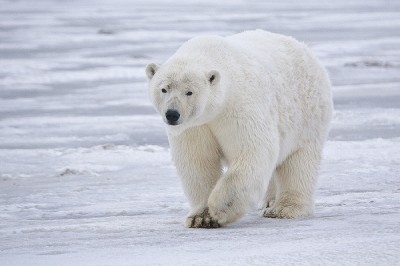 Polar bear facts