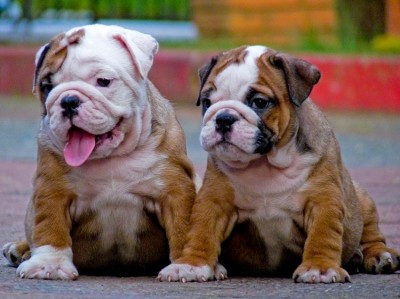 Cool wrinkly dogs