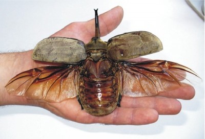 Real giant bugs
