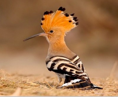 Most Amazing Exotic Birds