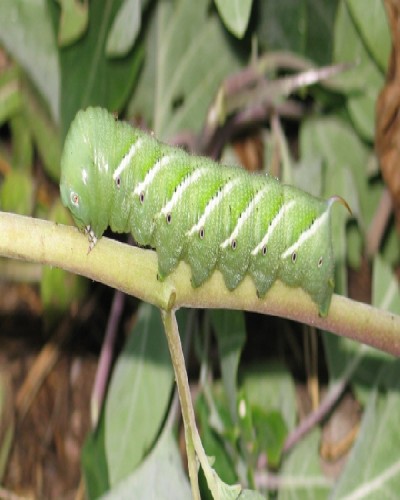 Hornworm