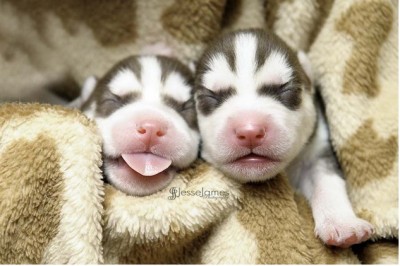 Cutest Puppies
