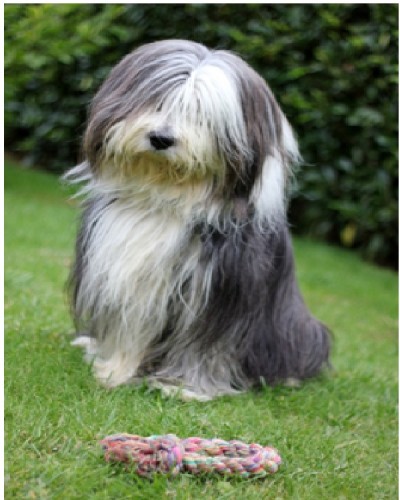 Bearded Collie