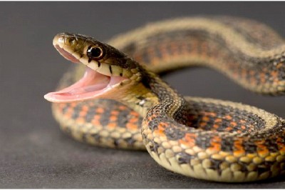 Snake - Introvert, Intuitive, Thinking, Judging