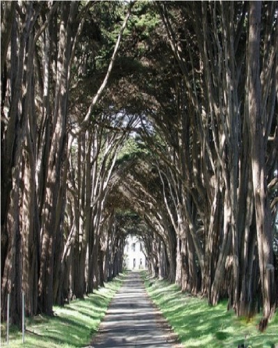 Tunnel Vision Trees