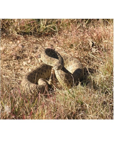 Prairie Rattlesnake