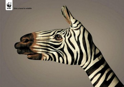 Zebras Feel