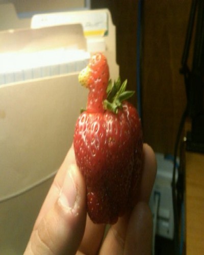 Duck strawberry