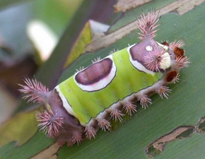 Saddleback Caterpillar