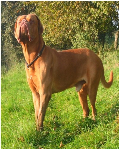 Dogue de Bordeaux aka French Mastiff