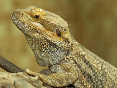 Bearded dragon