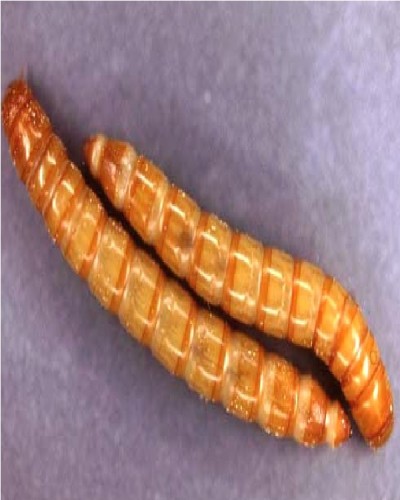 Mealworm