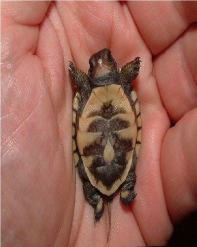 Baby Turtle