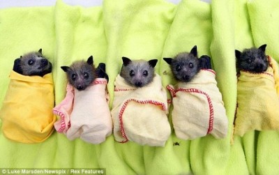 Bats