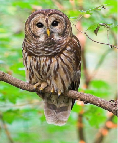 Owl - Introvert, Intuitive, Thinking, Perceiving (INTP)