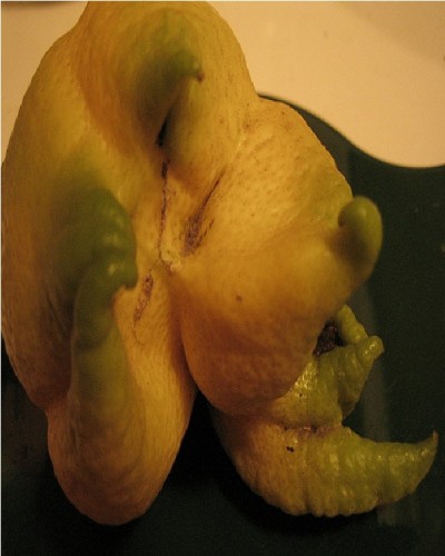 Strange lemon