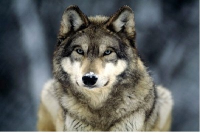 Wolf - Introvert, Intuitive, Feeling, Judging (INFJ)