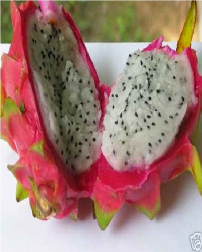 Weirdest fruits