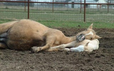 Horsing About