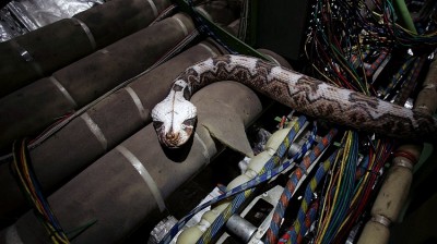 Escaping Snake