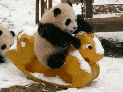 Baby Panda Riding A Rocking Horse