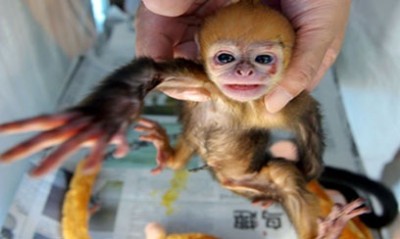 A Man with a Monkey in his Pants