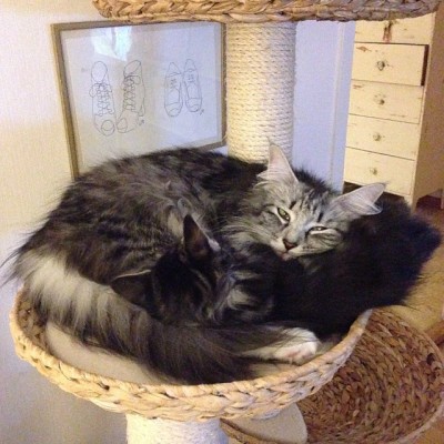 Sibling Love