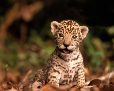 Jaguar