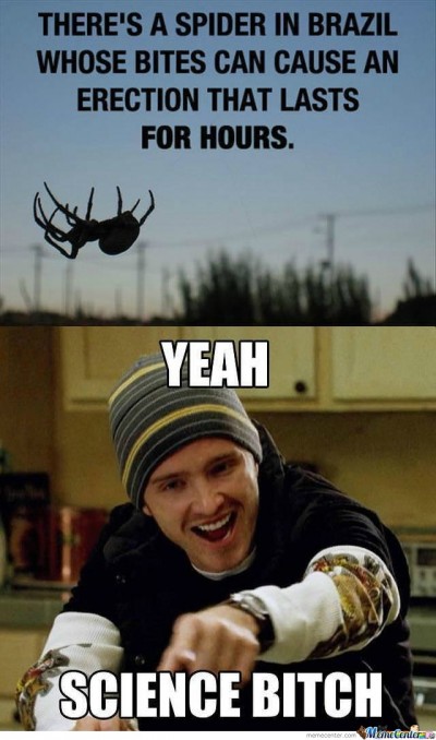 What spider is it??