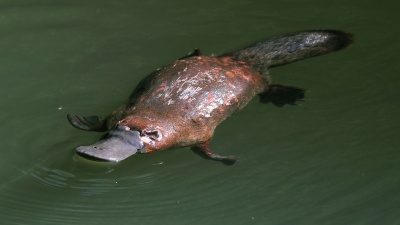 Platypus