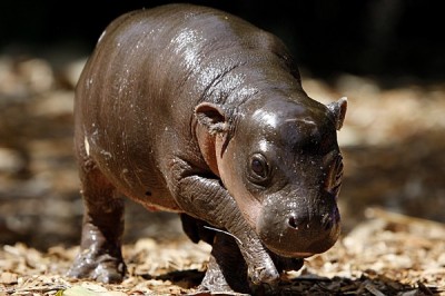 Hippo