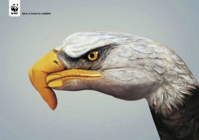 Eagles Are Part Of Our World