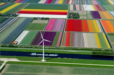 Tulip fields, Netherlands