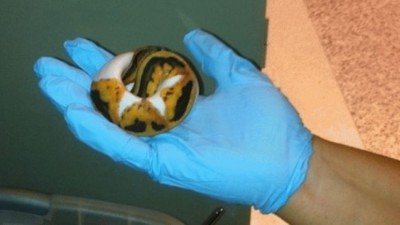 Turtles
