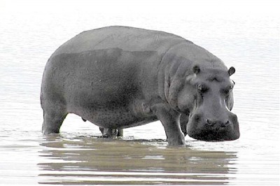 E = Extrovert,I = Introvert,S = Sending,N = Intuitive,T = Thinking,F = Feeling P = Perceiving J = Judging,Hippo - Extrovert, Sensing, Thinking, Judging (ESTJ)