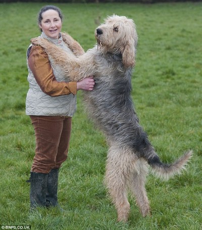 The Otto Hound