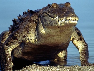 The crocodile crash